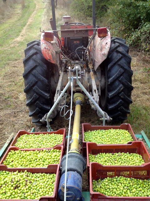 Provence Olive Harvest - Why olive harvesting makes a good Provence experience