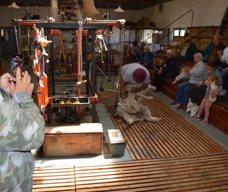 Punta Loma + Ranch Shore Excursion for cruise passengers - Sheep shearing and Patagonian ranch life