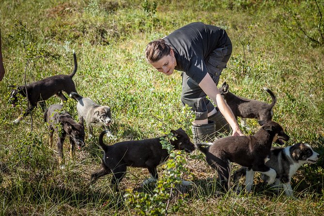 Puppy Training Experience at a Husky Farm in Tromso - Key points to know before you book