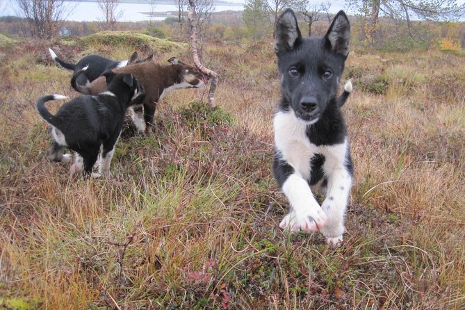 Puppy Training Experience at a Husky Farm in Tromso - The 9:30 pickup and ride into the countryside