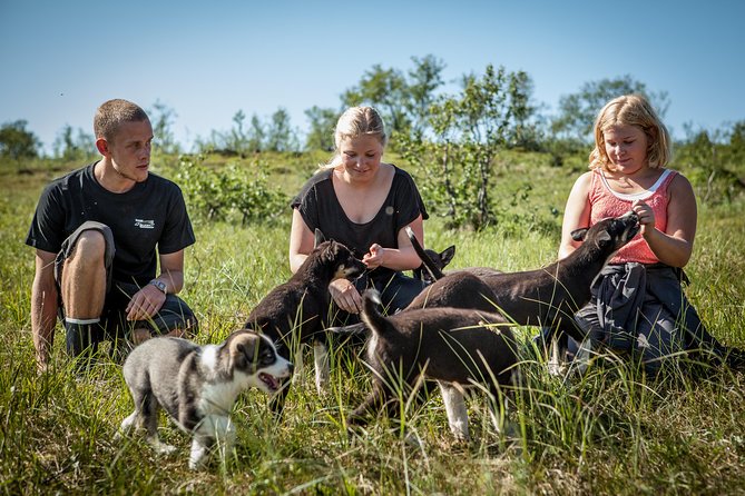 Puppy Training Experience at a Husky Farm in Tromso - Training games and the country walk
