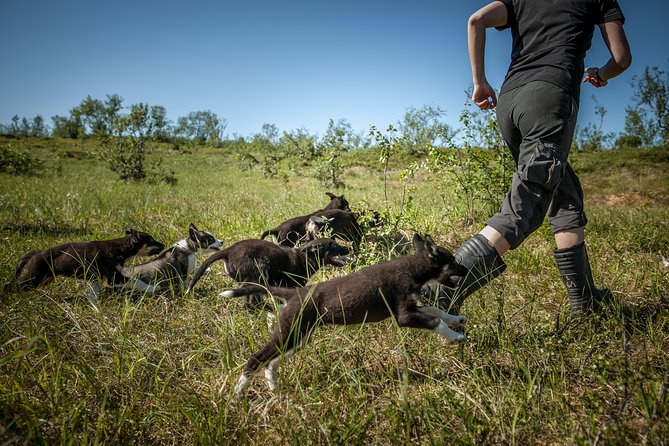 Puppy Training Experience at a Husky Farm in Tromso - Meeting adolescent dogs and adult sled dogs