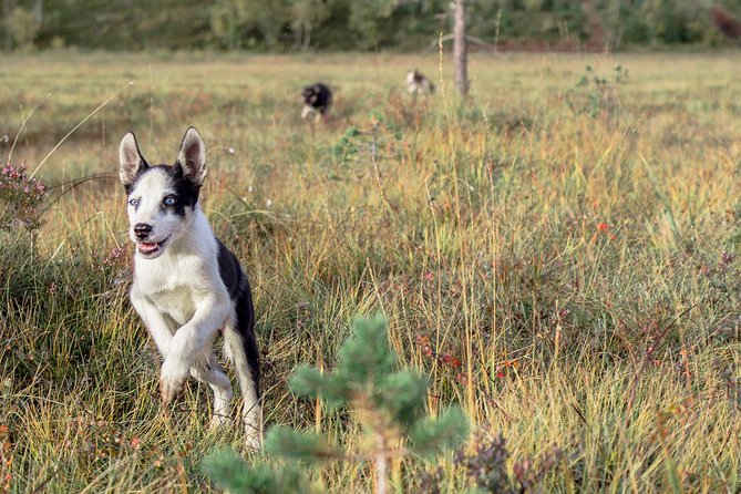 Puppy Training Experience at a Husky Farm in Tromso - Getting dressed for mud, rain, and enthusiastic dogs