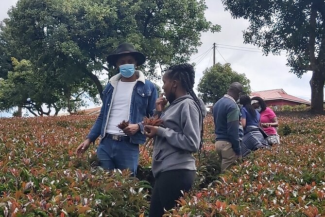 Purple Tea Farm Tour from Nairobi City - Specialty Tea Tasting - What makes this tea tour special