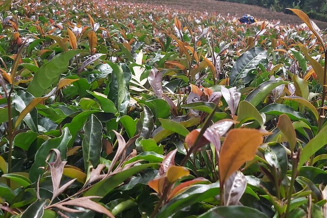 Purple Tea Farm Tour from Nairobi City - Specialty Tea Tasting - Picking tea by hand in Gatanga