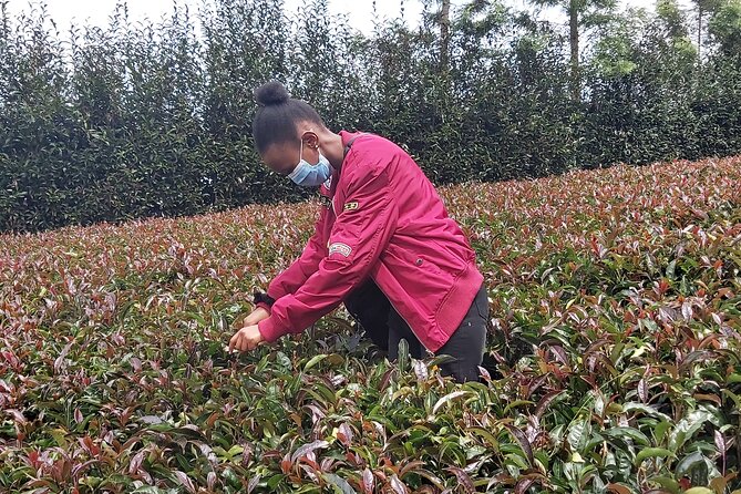 Purple Tea Farm Tour from Nairobi City - Specialty Tea Tasting - A three-course lunch with a long tea tasting
