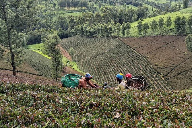 Purple Tea Farm Tour from Nairobi City - Specialty Tea Tasting - Is $102 a fair price?