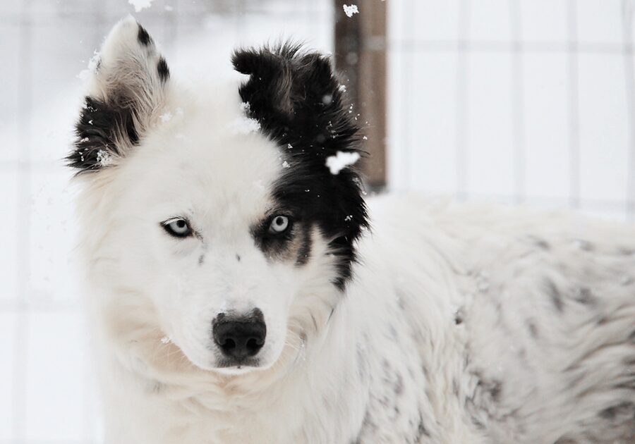 Pyhätunturi: Husky safari 5km including a farm visit - Key points to know before booking