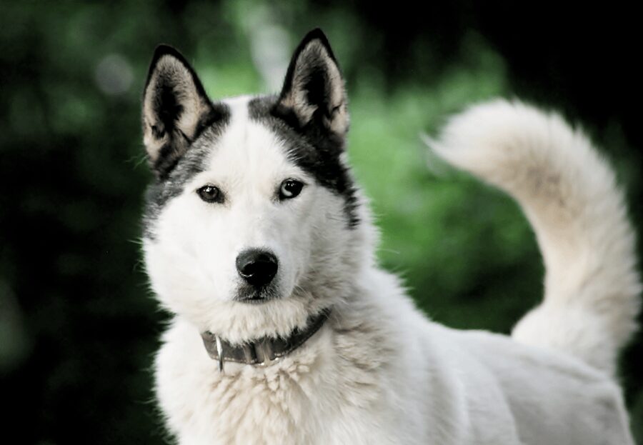 Pyhätunturi: Husky safari 5km including a farm visit - What makes the dogs special