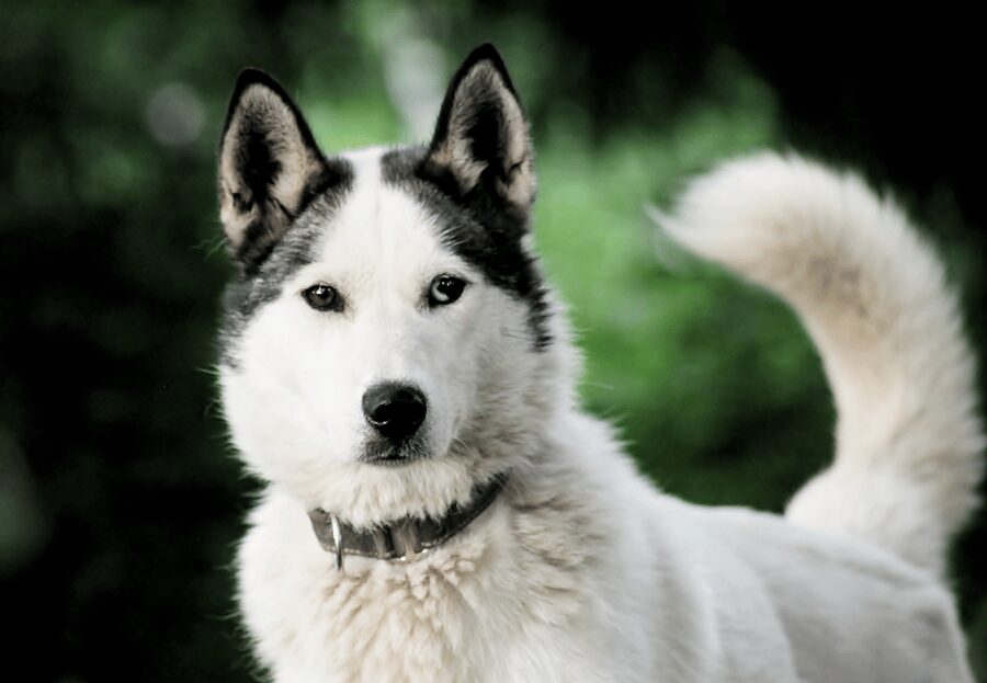 Pyhätunturi: Husky safari 5km including a farm visit - A warm drink and stories in the hut