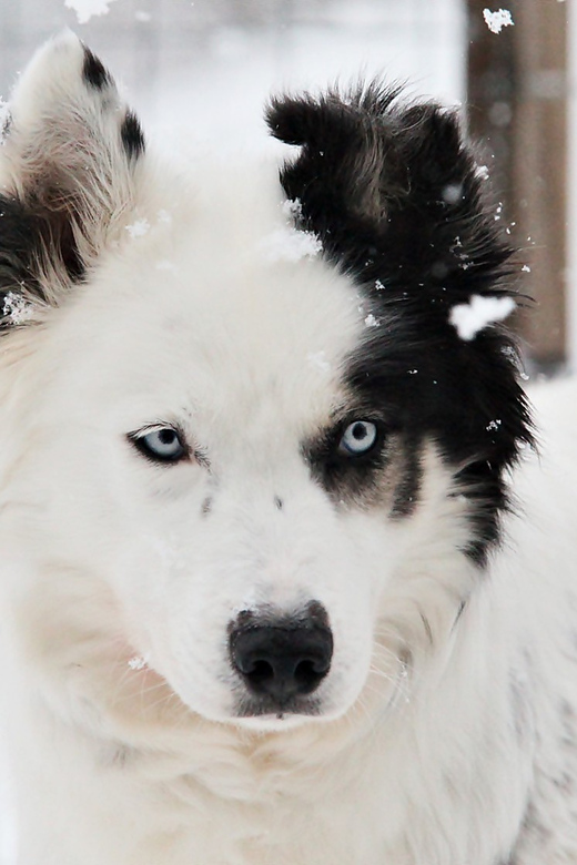 Pyhätunturi: Husky safari 5km including a farm visit - Group size can change the experience