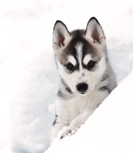 Pyhätunturi: Husky safari 5km including a farm visit - The 4 to 5 kilometer sled ride