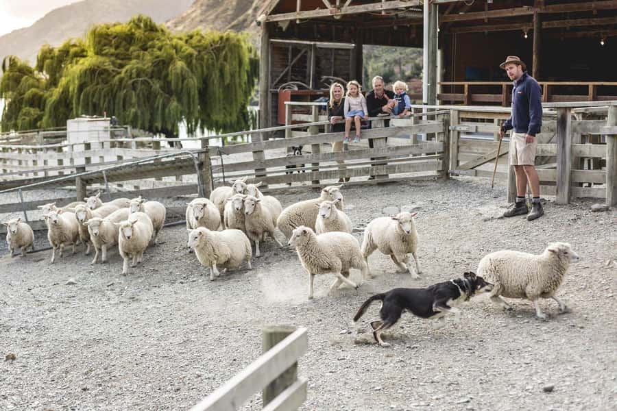 Queenstown: Queenstown Lake Cruise and Walter Peak Farm Tour - Starting at Steamer Wharf in Queenstown