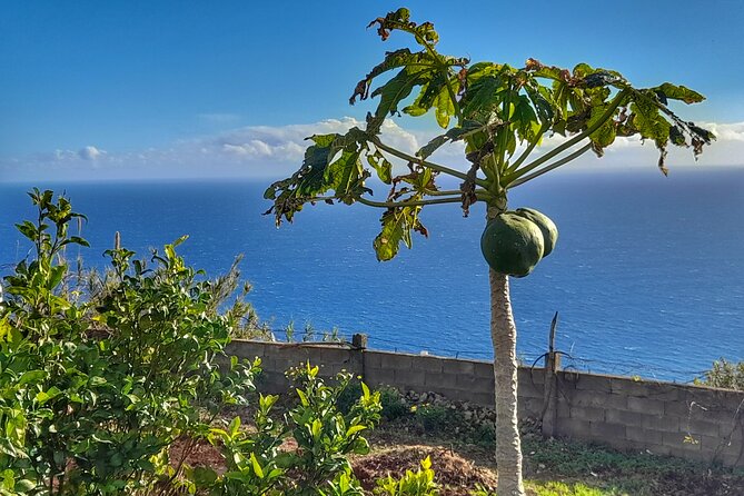 "Re-Canto" Farm-to-Table with Stunning Views at Madeira - A farm dinner above Funchal