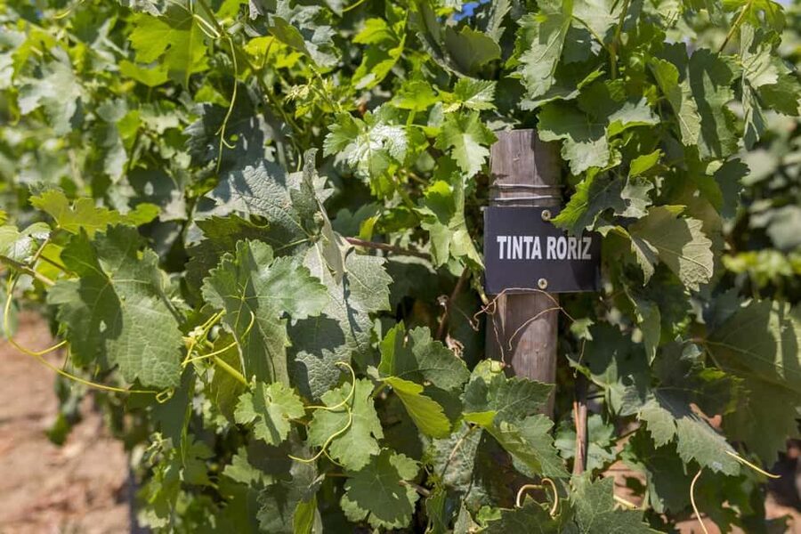 Régua: Wine Tasting at a Farm, Traditional Lunch, Cruise and Train - Free time in Pinhão and the return by train