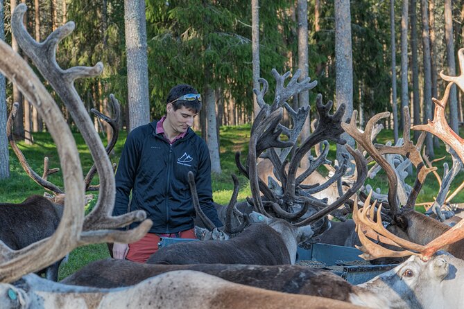 Reindeer Farm Experience in Summer and Autumn from Rovaniemi - Key points to know before booking