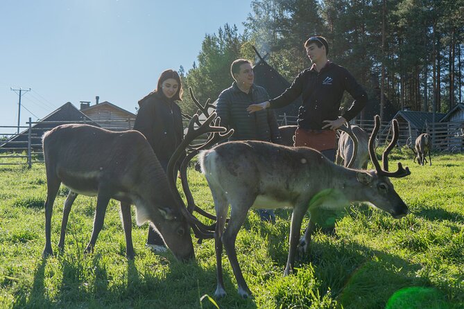 Reindeer Farm Experience in Summer and Autumn from Rovaniemi - Why this summer and autumn reindeer visit is different