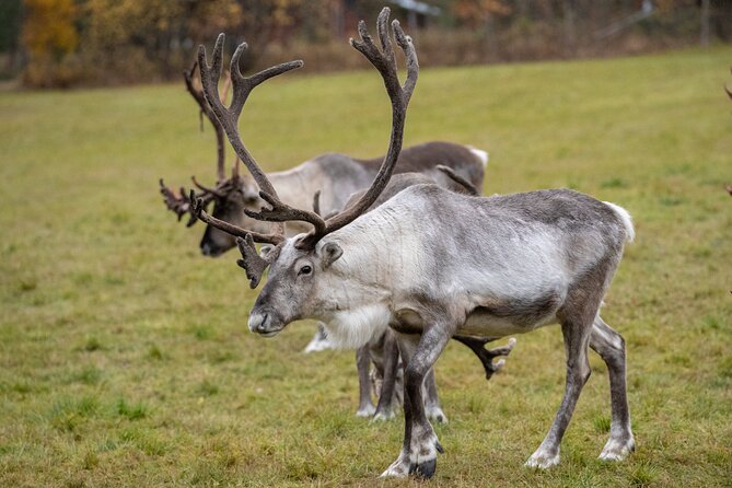 Reindeer Farm Experience in Summer and Autumn from Rovaniemi - Leaving Rovaniemi at 9:00 in a small group