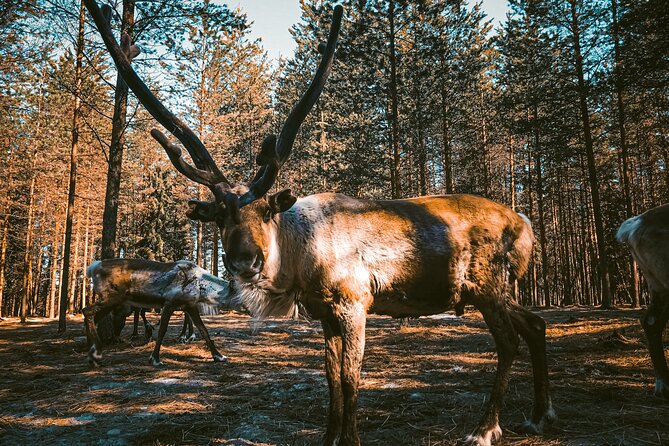 Reindeer Farm Summer Experience - Key points to know before booking