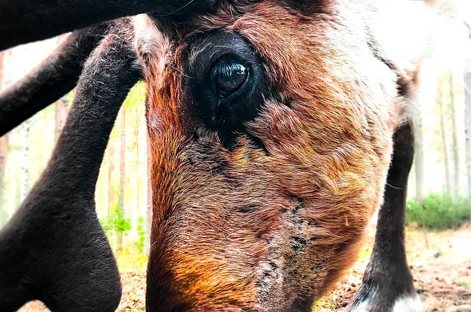 Reindeer Farm Summer Experience - Is $157.28 a fair price?