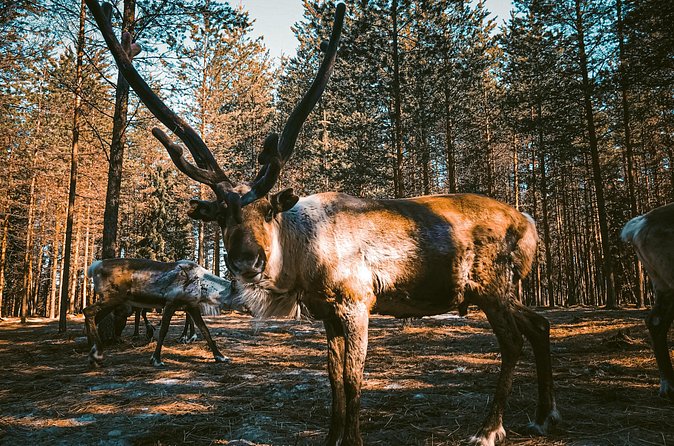 Reindeer Farm Summer Experience - The cancellation concern you should take seriously