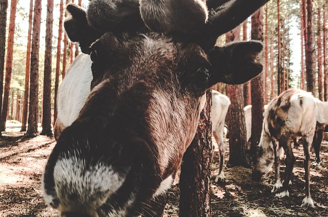 Reindeer Farm Summer Experience - Practical advice for making the most of the morning