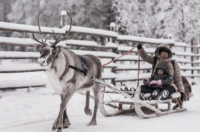 REINDEER FARM VISIT a real authentic experience - The reindeer sleigh ride
