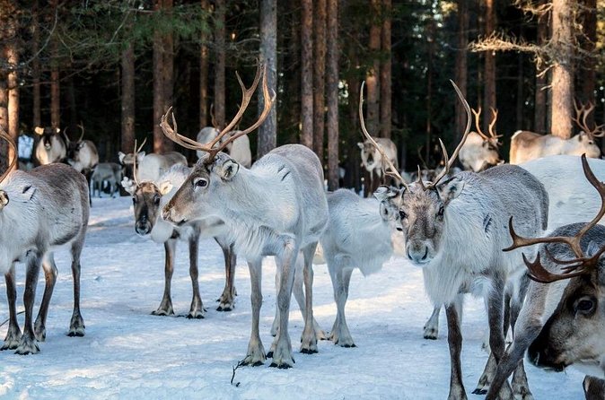 REINDEER FARM VISIT a real authentic experience - Stories beside the open fire