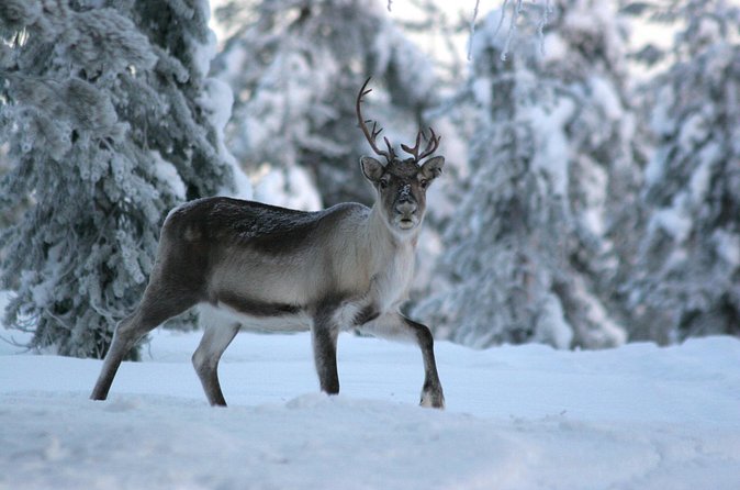 REINDEER FARM VISIT a real authentic experience - Who will enjoy this most