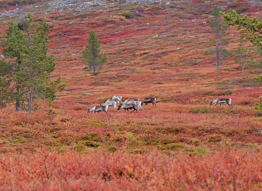 Reindeer Farm Visit & Wilderness Fell Adventure - Starting from Levi and heading into the north