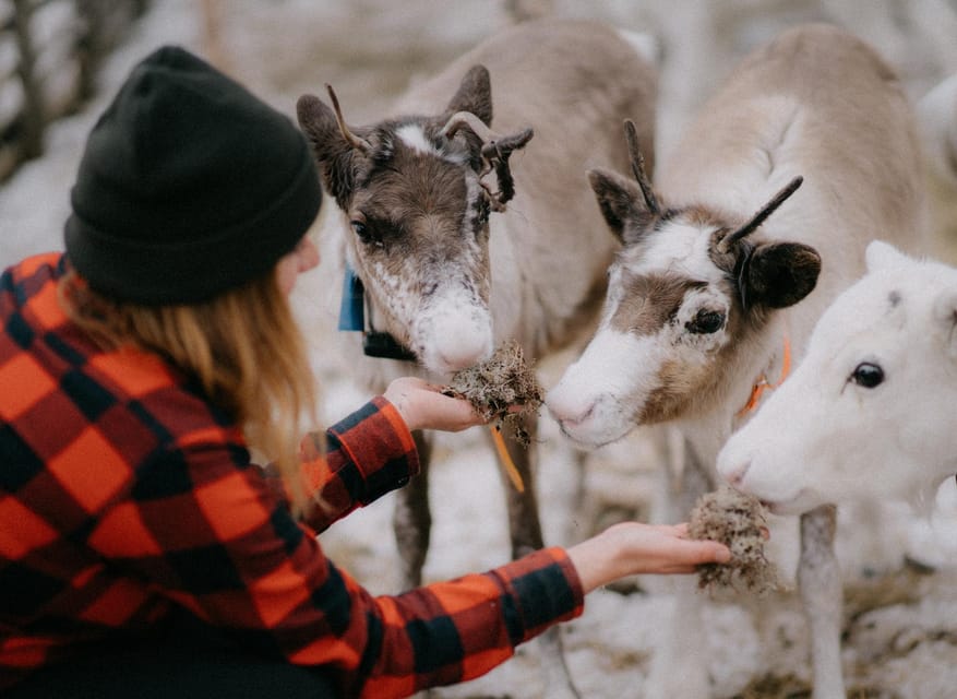 Reindeer Farm Visit & Wilderness Fell Adventure - A mountain lake view after a short climb