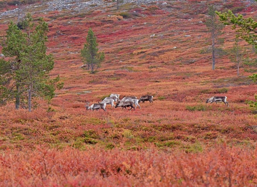 Reindeer Farm Visit & Wilderness Fell Adventure - The 15-minute drive to the wilderness fell