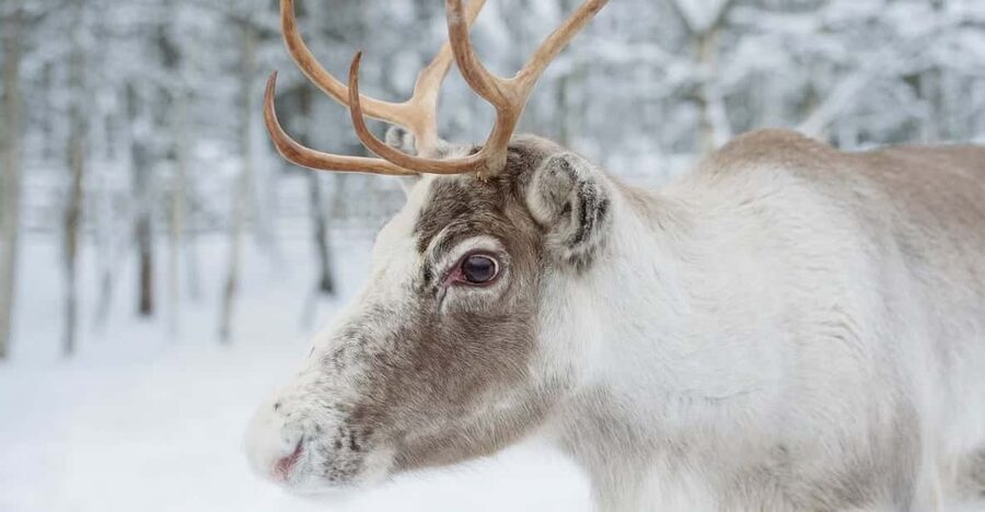 Reindeer Farm Visit with Sleigh Ride - Meeting the reindeer at the farm