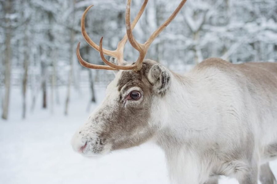 Reindeer Farm Visit with Sleigh Ride - The sleigh ride: charming, but very brief