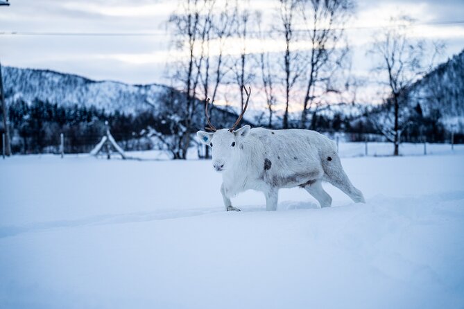Reindeer Sledding, Feeding And Sami Culture At Reindeer Farm - The journey from Tromsø to Lavangsdalen