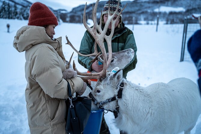 Reindeer Sledding, Feeding And Sami Culture At Reindeer Farm - A hot meal beside the fire
