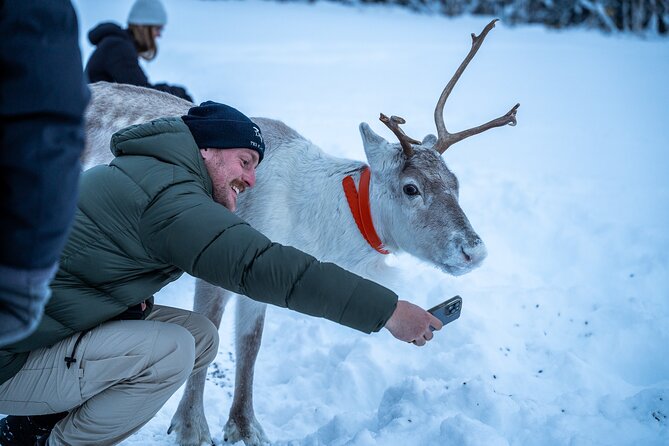 Reindeer Sledding, Feeding And Sami Culture At Reindeer Farm - The short reindeer sled ride