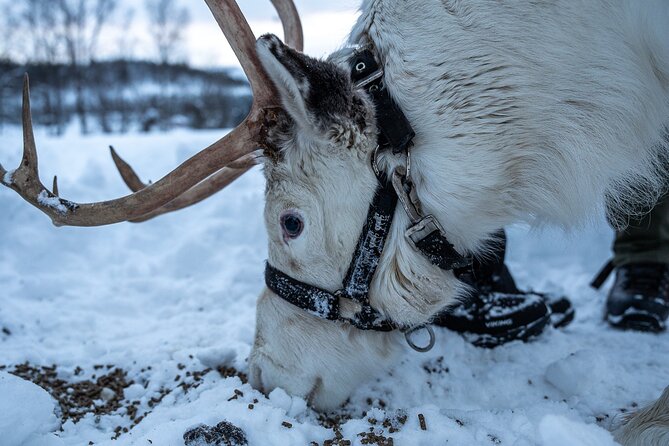 Reindeer Sledding, Feeding And Sami Culture At Reindeer Farm - Warm clothing, comfort, and group size