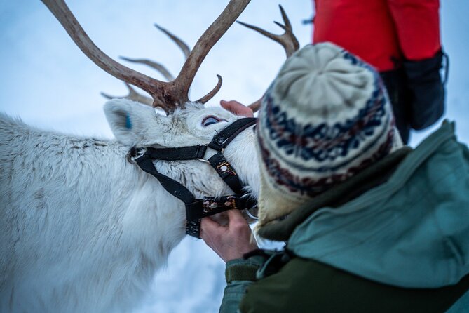 Reindeer Sledding, Feeding And Sami Culture At Reindeer Farm - Who will enjoy this Tromsø excursion?