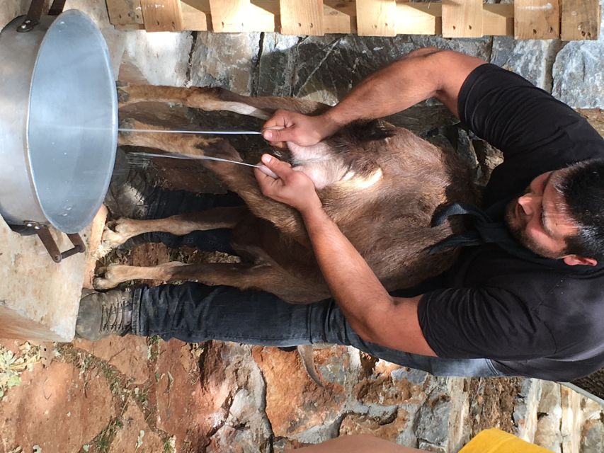 Rethymno 4x4 Safari: Tastes & Farm Experience - Melidoni Olive Oil Mill and Crete’s liquid gold