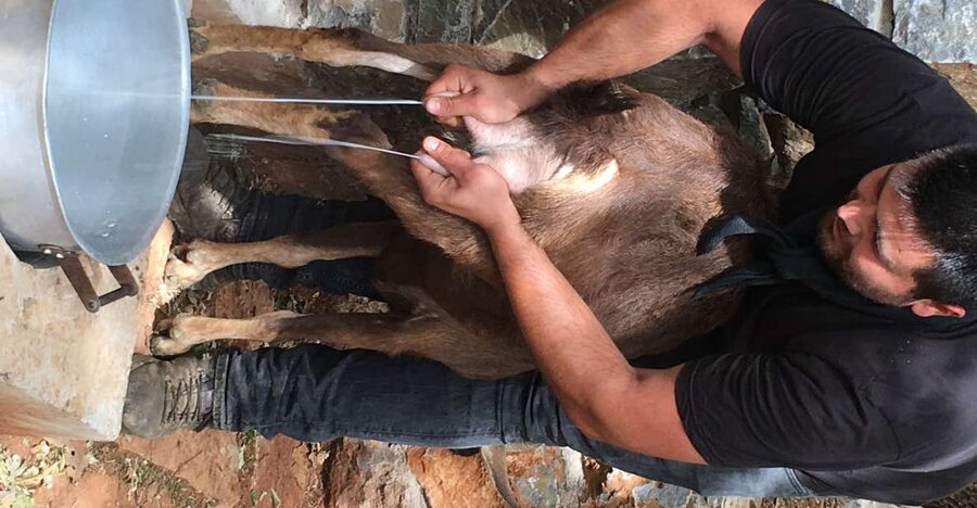 Rethymno 4x4 Safari: Tastes & Farm Experience - What the guides add to the day