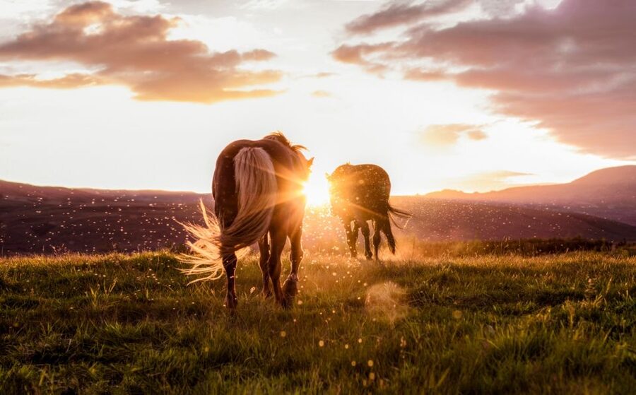 Reykjavik: Golden Circle, Tomato Farm and Kerið Crater Tour - Efstidalur Farm and the first taste of local life
