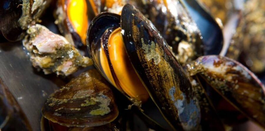 Ría de Arousa: Boat Ride to Mussel Farm with Tasting - Practical advice for making the trip smoother