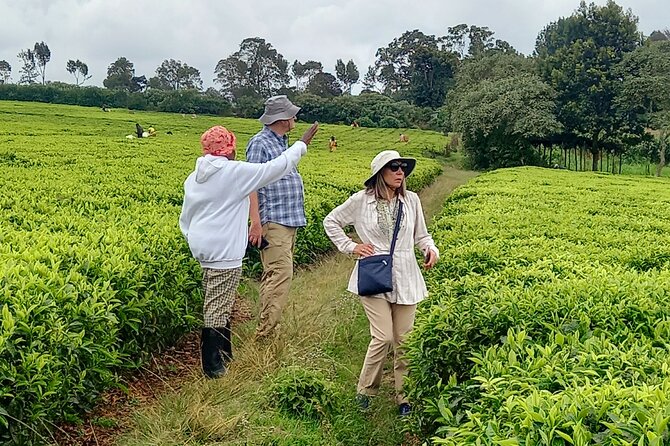 Riara tea farm tour with lunch and tea tasting from Nairobi - The Guides and the Feel of a Private Tour