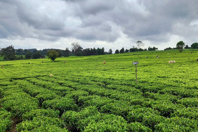 Riara tea farm tour with lunch and tea tasting from Nairobi - The Route’s City Sights: Useful Context, Limited Time