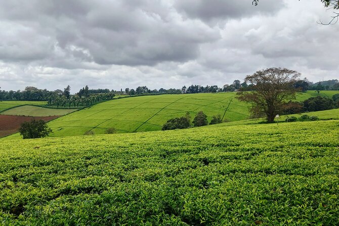 Riara tea farm tour with lunch and tea tasting from Nairobi - Timing, Comfort, and What to Pack