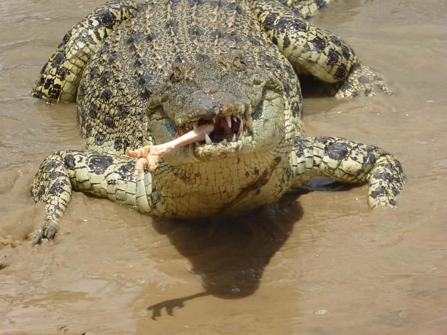 Rockhampton: Koorana Crocodile Farm Guided Tour - Key things to know before you go