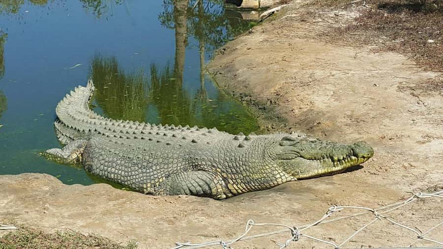 Rockhampton: Koorana Crocodile Farm Guided Tour - The crocodile behavior video