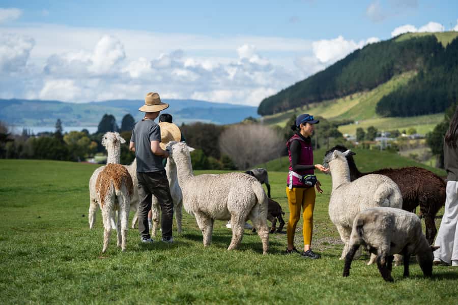 Rotorua: Authentic Kiwi Farm Experience at the Agrodome - Why the Agrodome works as a Rotorua side trip