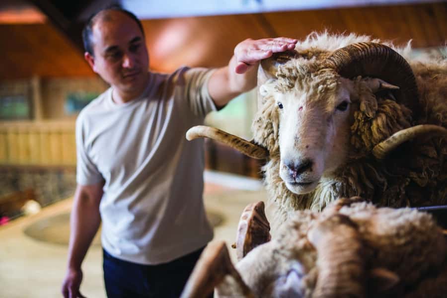 Rotorua: Authentic Kiwi Farm Experience at the Agrodome - Is $38 good value?